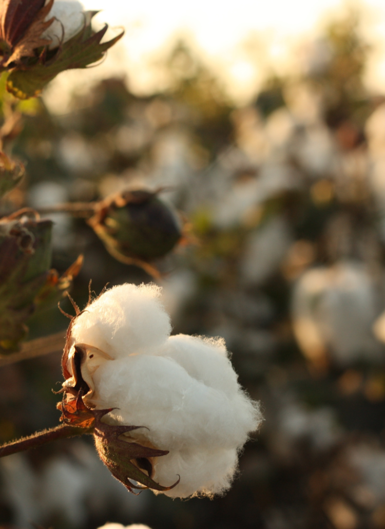 organic cotton underwear benefits