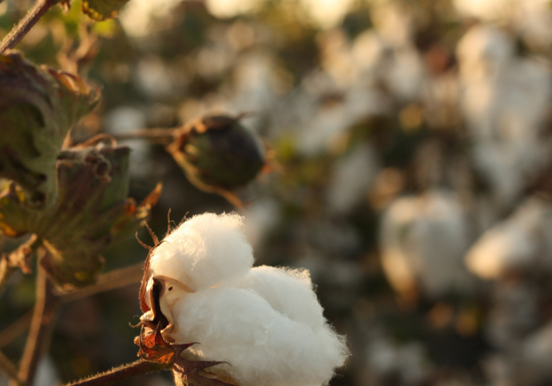 organic cotton underwear benefits